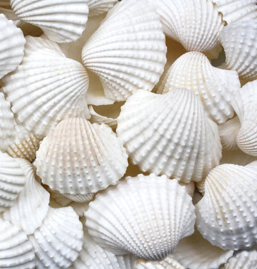 White Cockle Shells - 1 Kg